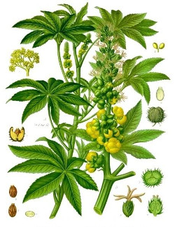 Ricinus communis - Der Wunderbaum